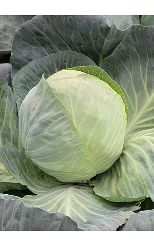 Капуста Білокачанна KS 60 F1  Kitano Seeds