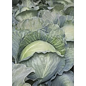 Капуста Белокочанная KS 29 F1  Kitano Seeds