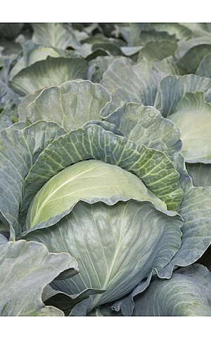 Капуста Білокачанна KS 29 F1  Kitano Seeds