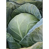 Капуста Белокочанная KS 15 F1  Kitano Seeds