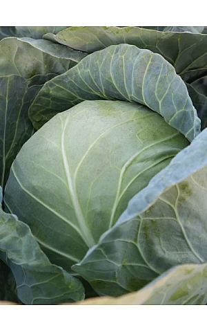 Капуста Білокачанна KS 15 F1 Оригінальная упаковка Kitano Seeds