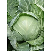 Капуста Белокочанная KS 1410 F1  Kitano Seeds