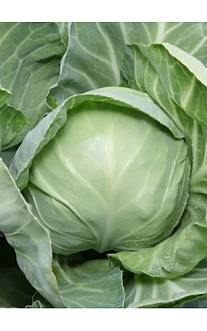 Капуста Белокочанная KS 1410 F1  Kitano Seeds