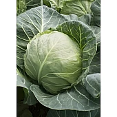 Капуста Белокочанная KS 412 F1  Kitano Seeds