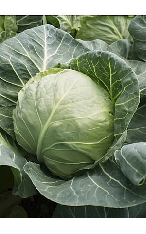 Капуста Белокочанная KS 412 F1  Kitano Seeds