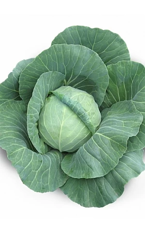 Капуста Белокочанная Акира F1  Kitano Seeds