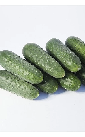 Огурец KS 70 F1  Kitano Seeds