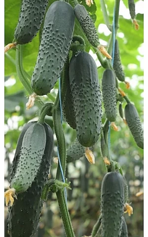 Огурец KS 80 F1  Kitano Seeds