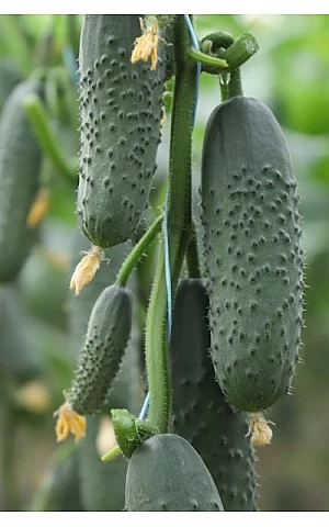 Огурец KS 707 F1  Kitano Seeds