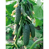 Огурец Нибори F1 (KS 90 F1)   Kitano Seeds