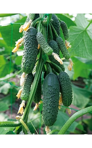 Огурец Нибори F1 (KS 90 F1)   Kitano Seeds