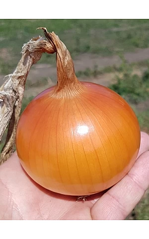 Лук KS 765 F1  Kitano Seeds