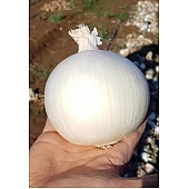 Лук KS 725 F1  Kitano Seeds