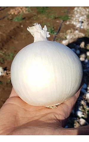 Лук KS 725 F1  Kitano Seeds