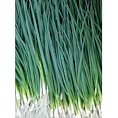 Лук Вулкан  Kitano Seeds