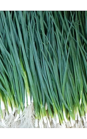 Цибуля Вулкан  Kitano Seeds