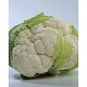 Капуста Цветная Мисора F1  Kitano Seeds