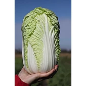 Капуста Пекинская Тенсай F1 (KS 374 F1)  Kitano Seeds