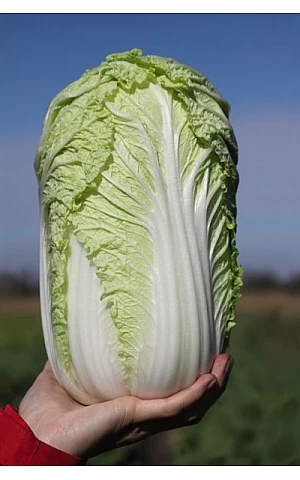 Капуста Пекинская Тенсай F1 (KS 374 F1)  Kitano Seeds