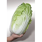 Капуста Пекинская Ямори F1 (KS 340 F1)  Kitano Seeds