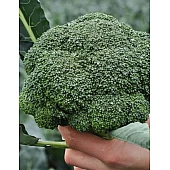 Капуста Брокколи Кеззи F1  Kitano Seeds