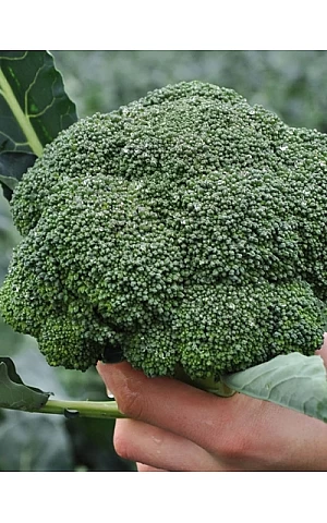 Капуста Броколі Кеззі F1  Kitano Seeds