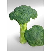 Капуста Брокколи KS 355 F1  Kitano Seeds