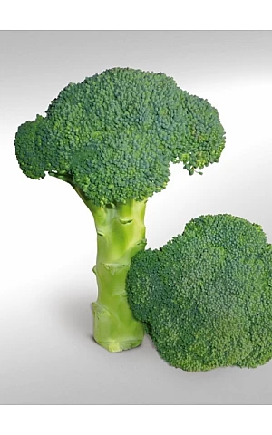 Капуста Броколі KS 355 F1  Kitano Seeds