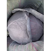 Капуста Краснокочанная Киото F1  Kitano Seeds