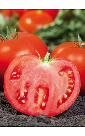 Томат Ками F1 (KS 898 F1)  Kitano Seeds