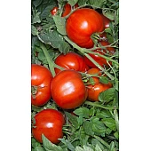 Томат Анита F1  Kitano Seeds