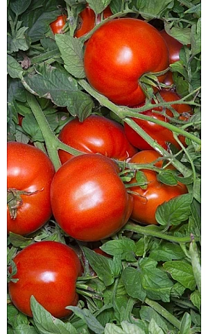 Томат Анита F1  Kitano Seeds