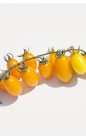 Томат черри KS 3670 F1  Kitano Seeds