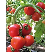 Томат Ядвига F1  Kitano Seeds