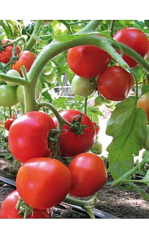Томат Ядвига F1  Kitano Seeds