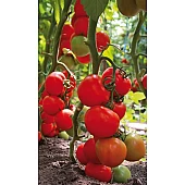 Томат Тайлер F1  Kitano Seeds