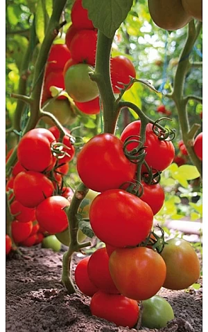 Томат Тайлер F1  Kitano Seeds