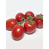 Томат KS 3819 F1  Kitano Seeds
