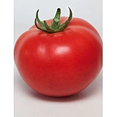 Томат KS 21 F1  Kitano Seeds