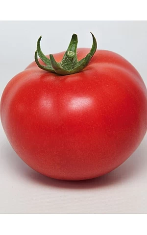 Томат KS 21 F1  Kitano Seeds