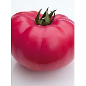 Томат KS 3811 F1  Kitano Seeds