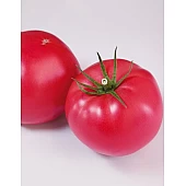 Томат KS 1205 F1  Kitano Seeds