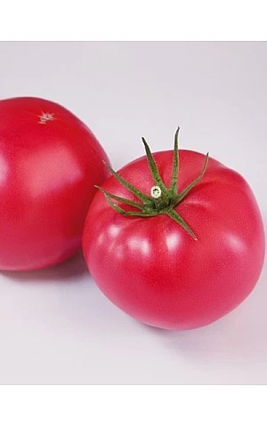 Томат KS 1205 F1  Kitano Seeds