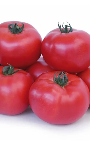 Томат Асано F1 (KS 38 F1)  Kitano Seeds