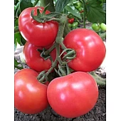 Томат Кітару F1 (KS 14 F1)  Kitano Seeds