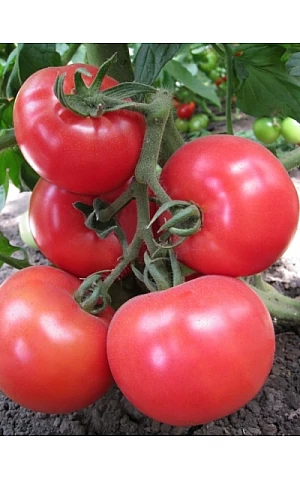 Томат Китару F1 (KS 14 F1)  Kitano Seeds