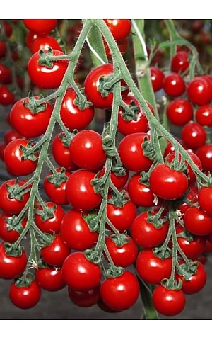 Томат черри KS 4559 F1  Kitano Seeds