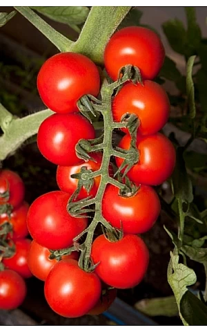 Томат черри KS 959 F1  Kitano Seeds