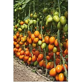 Томат KS 1430 F1  Kitano Seeds