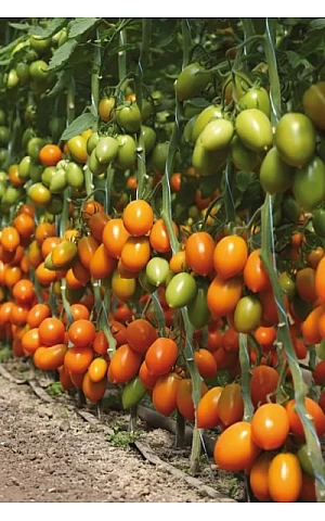 Томат KS 1430 F1  Kitano Seeds